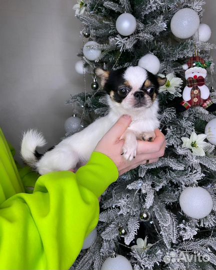 Взрослый Мальчик РКФ