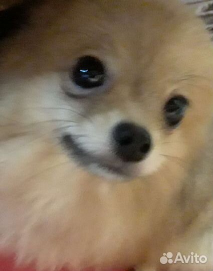 Шпиц щенки есть супер минт