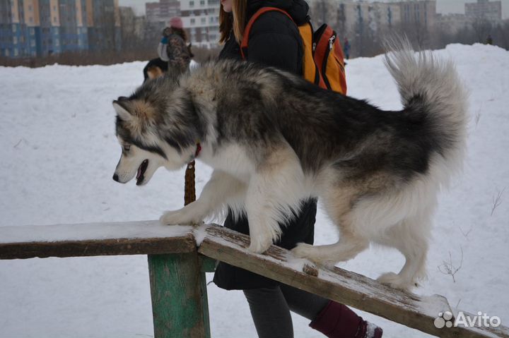 Дрессировка собак