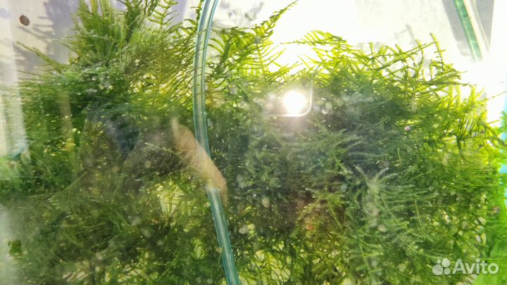 Мох и папоротник для аквариума