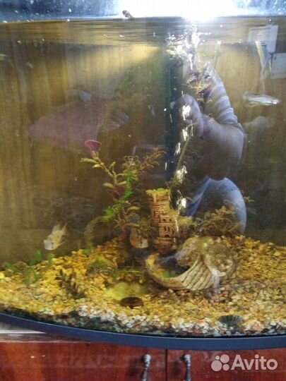 Аквариумные рыбки