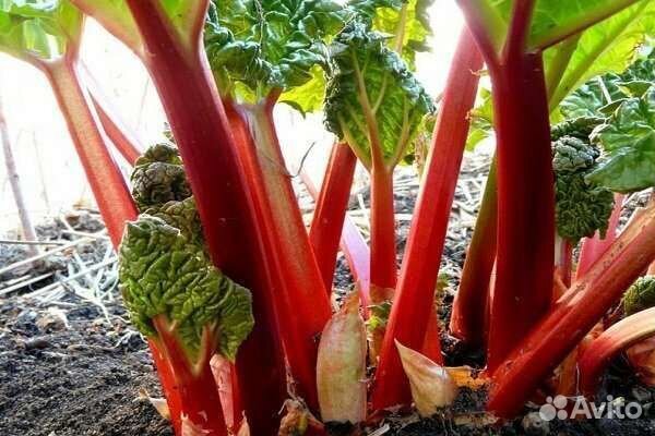 Ревень саженцы корень