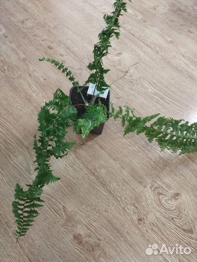 Папоротник сортовой комнатный