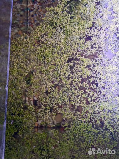 Растения для аквариума