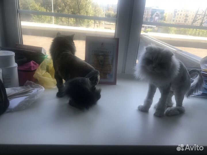 Стрижка и экспресс линька кошек