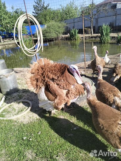 Индюки на племя