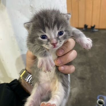 Ламбкин котёнок