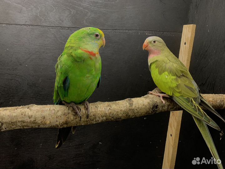 Попугай ожереловый'барабантовый и принцесса