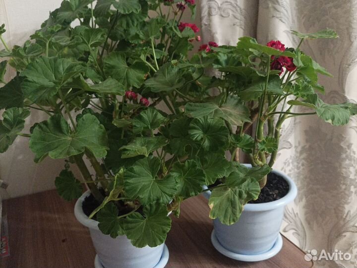 Пеларгония герань цветущая
