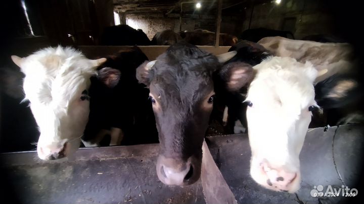 Первый это бычок, две другие телки