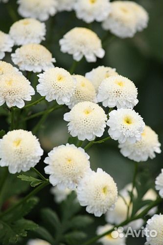 Пиретрум девичий 200+ семян