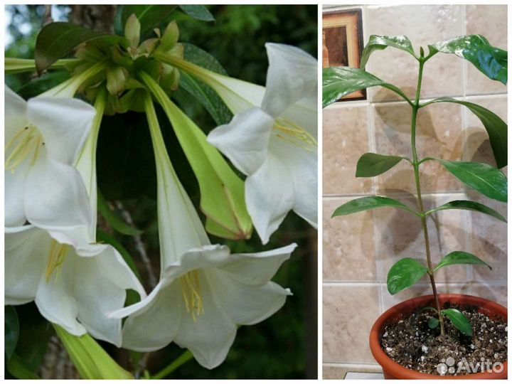 Редкие экзотические комнатные растения