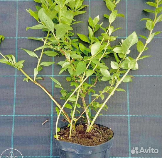 Саженцы голубики 12 сортов в наличии