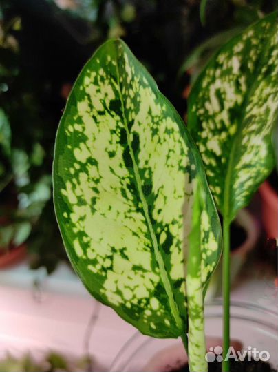 Аглонема Фест Даймонд