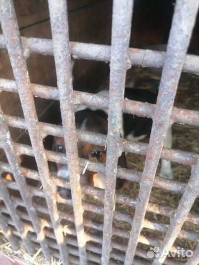 Продам чистокровный щенков