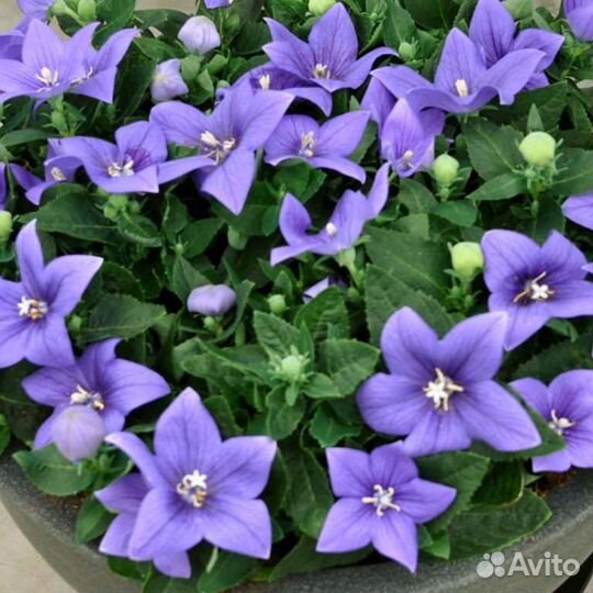 Платикодон (крупный колокольчик)