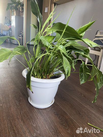 Цветок женское счастье