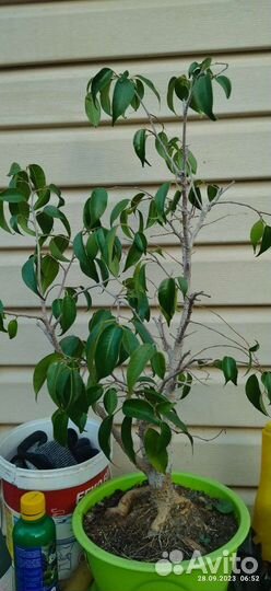 Фикус бенджамина