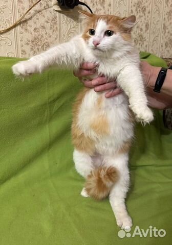 Рыже-белый котик с шикарным хвостом в добрые руки объявление продам