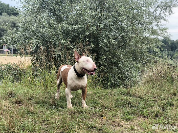 Бультерьер вязка