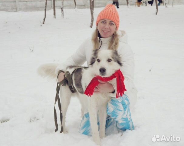 Собаки в дар, шмель