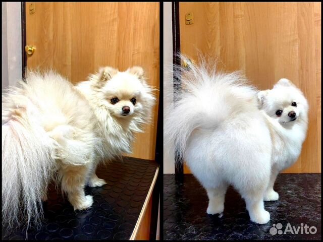 Грумер. Стрижка собак. Груминг в Нижнем Новгороде | Услуги | Авито