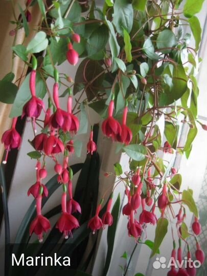 Фуксия (укорененные черенки)