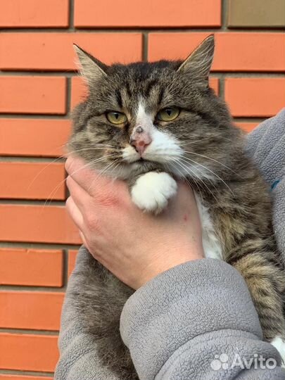 Отдам кота в добрые руки