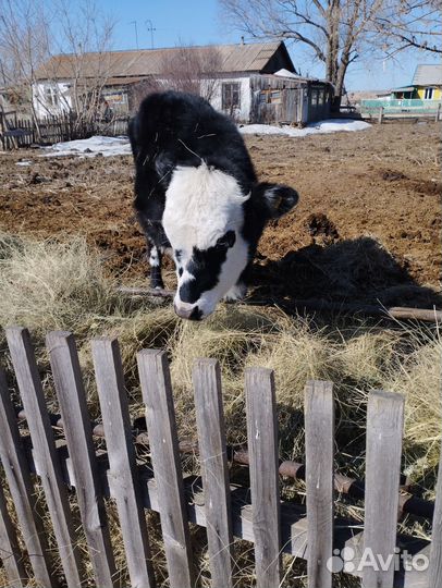 Домашние животные