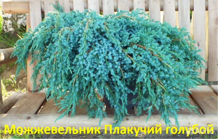 Хвойные Растения с доставкой - Alena.park