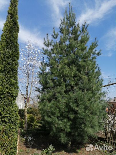 Сосна Веймутова