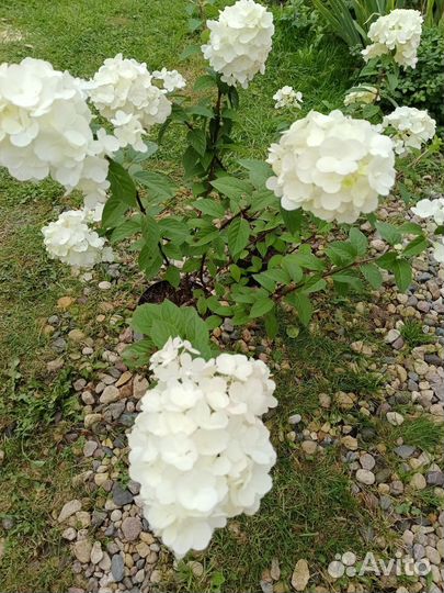 Гортензия метельчатая,хризантемы