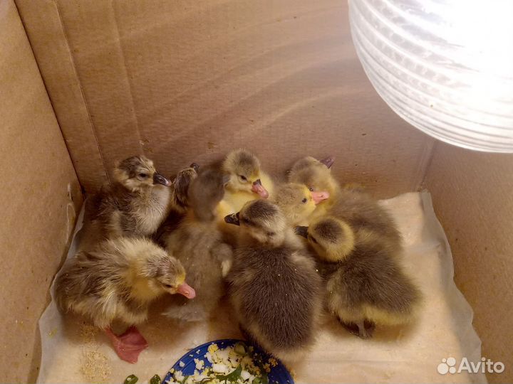 Петухи, Утята, Гусята, Инкубационное яйцо утки