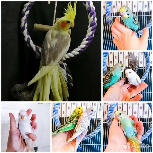 Попугай корелла / волнистый