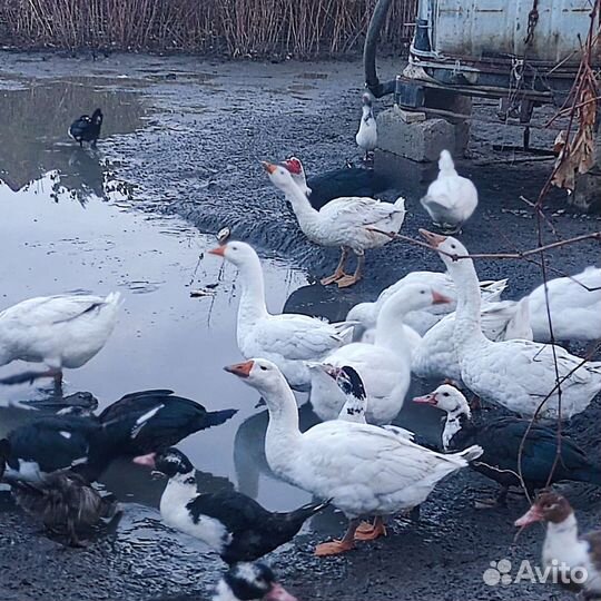 Гуси домашние