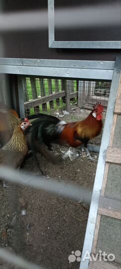 Куры порода Феникс