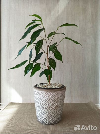 Фикус бенджамина