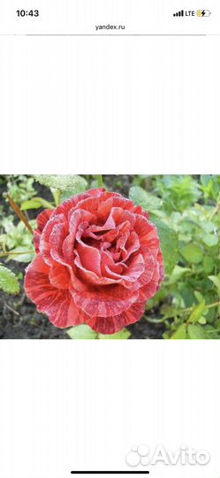 Роза дед мороза