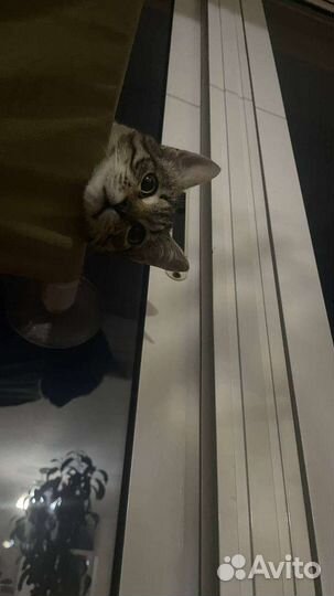 Отдам котенка