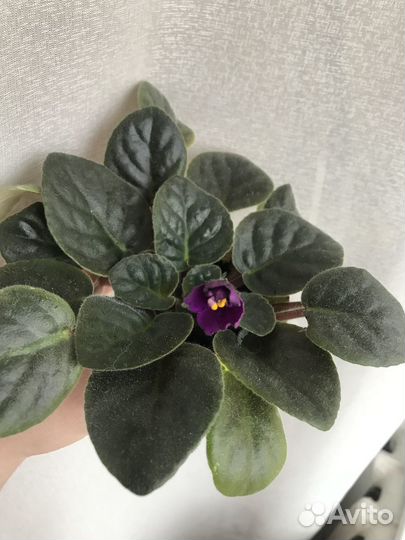 Фиалка, калатея