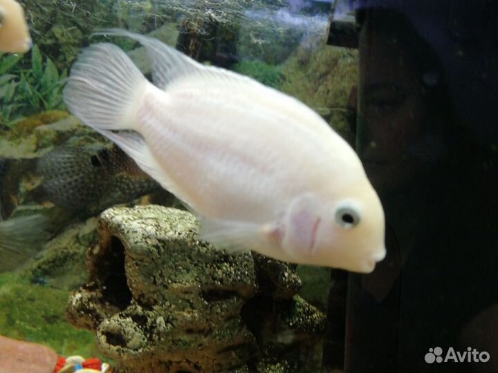 Аквариумная рыба