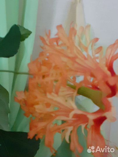 Сортовой гибискус Шизопеталус