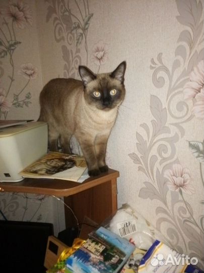 Тайская кошечка