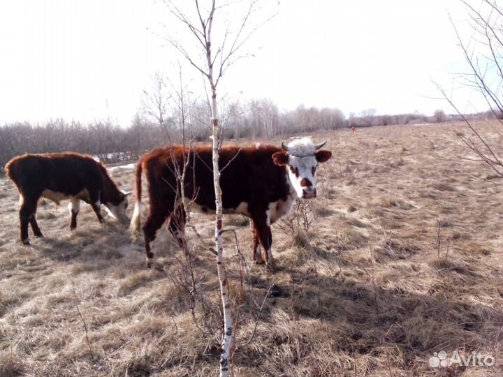 Корова