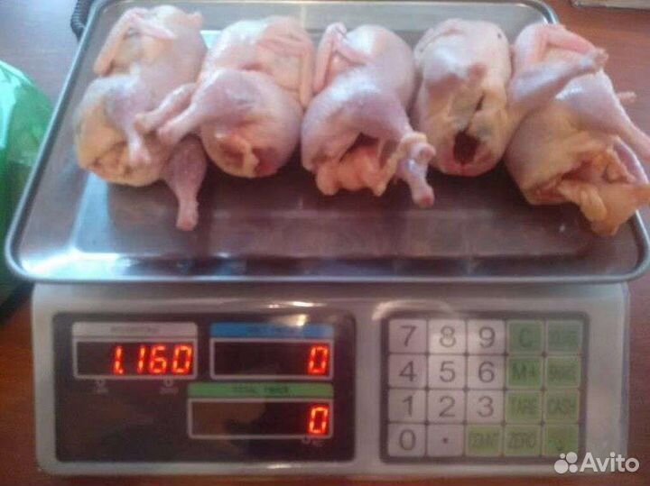 Яйца перепелиные инкубационные, перепелята