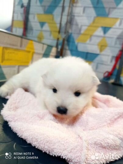 Японский шпиц щенки мальчики и девочки