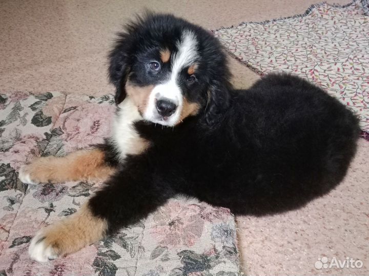 Бернский зенненхунд