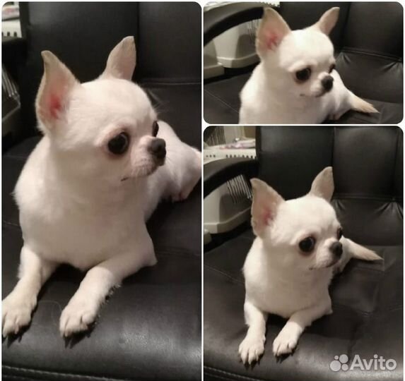 Малыши чихуахуа