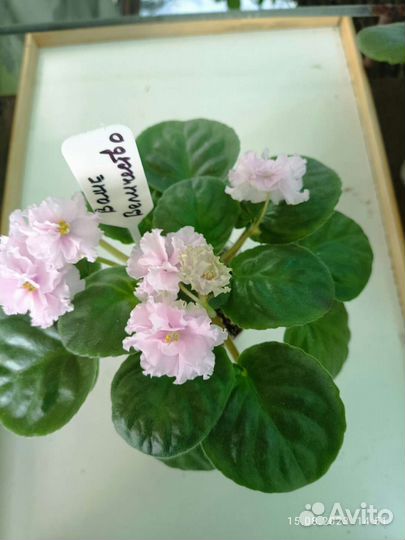 Сортовые фиалки