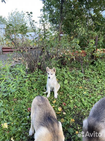 Отдам в добрые руки щенков